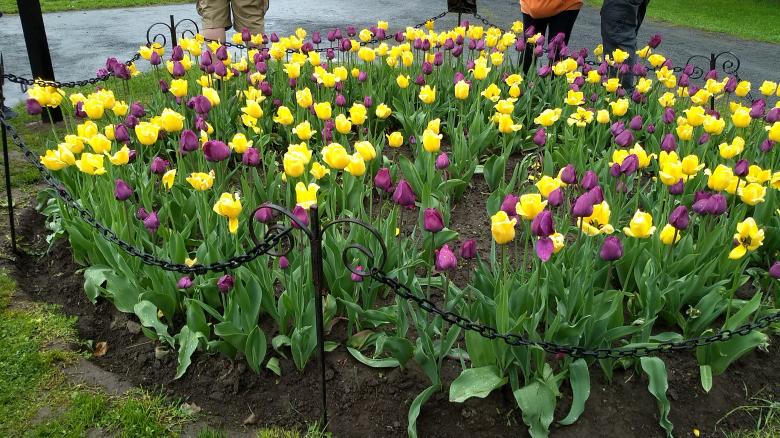 Free stock image of Albany Tulips Festival created by Ramanathan Veerappan