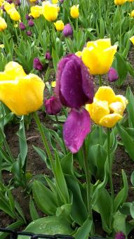 Albany Tulips Festival - Free Stock Photo