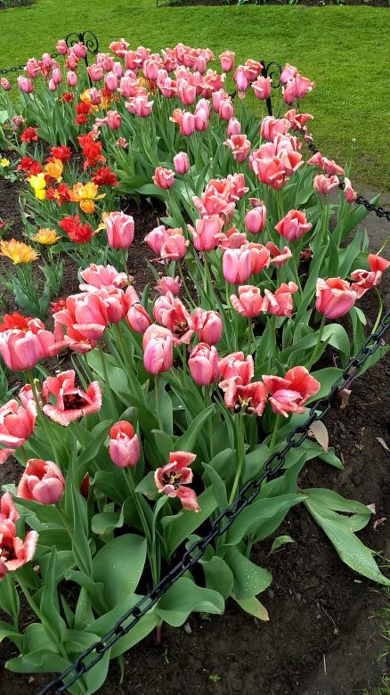Free stock image of Albany Tulips Festival created by Ramanathan Veerappan