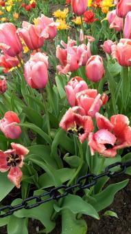 Pink Tulips - Free Stock Photo