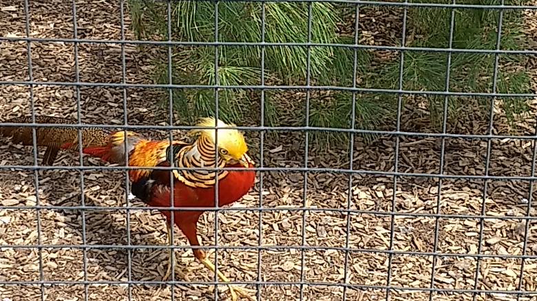 Free stock image of Chittenango Zoo created by Ramanathan Veerappan