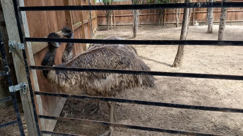 Free stock image of Emu in Chittenango Zoo created by Ramanathan Veerappan