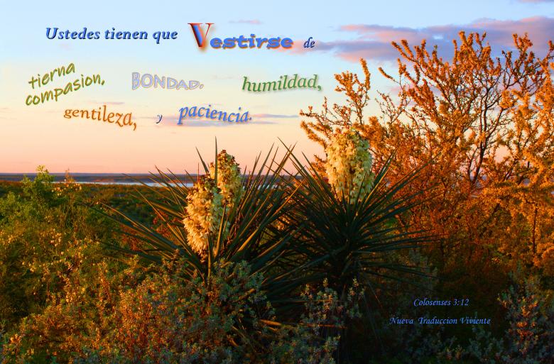 Free stock image of Vestirse de Bondad created by DFNatureAwed