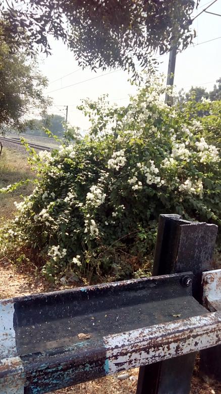 Free stock image of A beautiful nature scene created by Kanduri Narasimha Charyulu