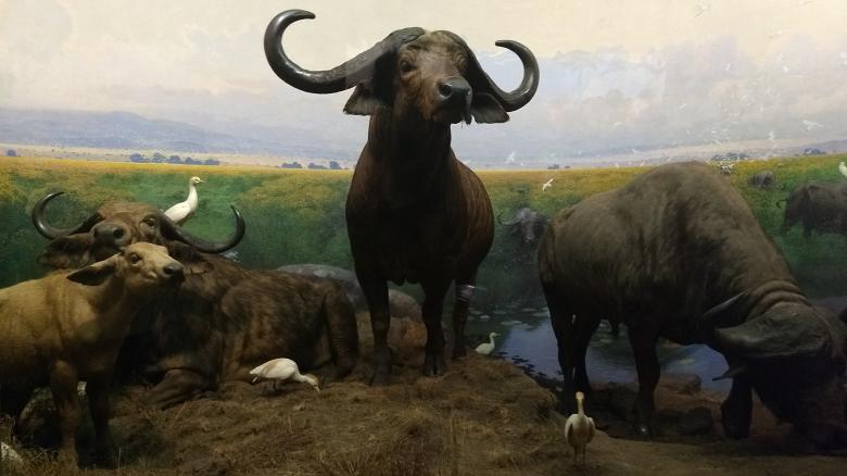 Free stock image of Buffalo Painting created by Ramanathan Veerappan
