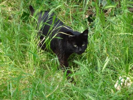 Free Stock Photo of Beware! Patrolling cat!