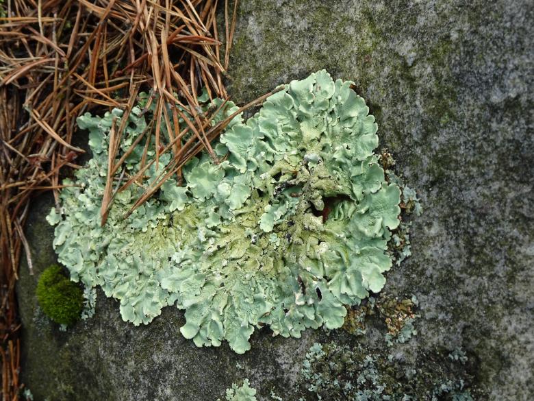 Free stock image of Light green lichen with pine needles created by GAIMARD Jacques