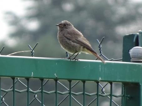 Free Stock Photo of How would I know what sort of bird I am??