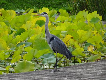 Free Stock Photo of Mister heron among the lotus
