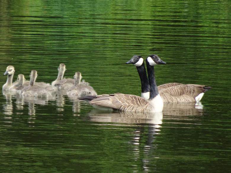 Free stock image of Twins canada geese created by GAIMARD Jacques