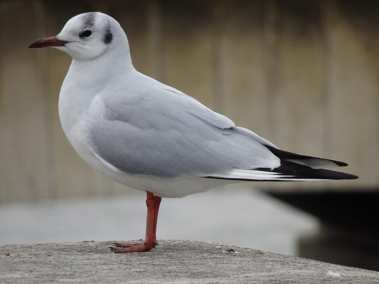 Free stock image of So what? I'm just a regular seagull! created by GAIMARD Jacques