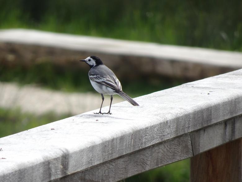 Free stock image of Wagtail in a grey mood created by GAIMARD Jacques