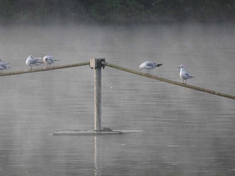 Free stock image of Seagulls enjoying a little rest created by GAIMARD Jacques