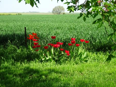 Free Stock Photo of Red tulips in a wheat field