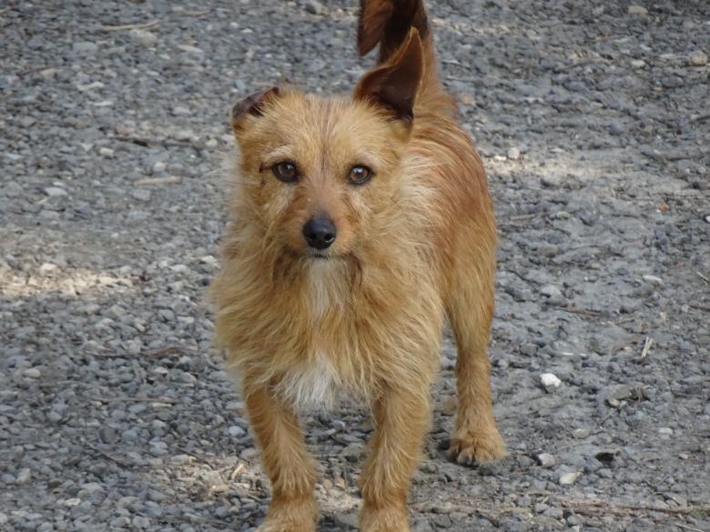 Free stock image of One-ear dog created by GAIMARD Jacques