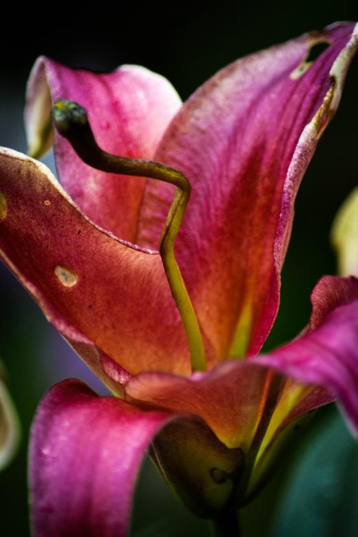 Free stock image of Damaged Lily created by Dickon R Thompson