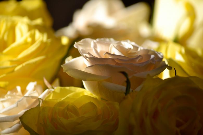 Free stock image of Wedding Arrangement -Yellow Roses created by Dickon R Thompson