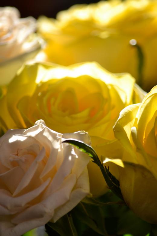 Free stock image of Wedding Arrangement created by Dickon R Thompson