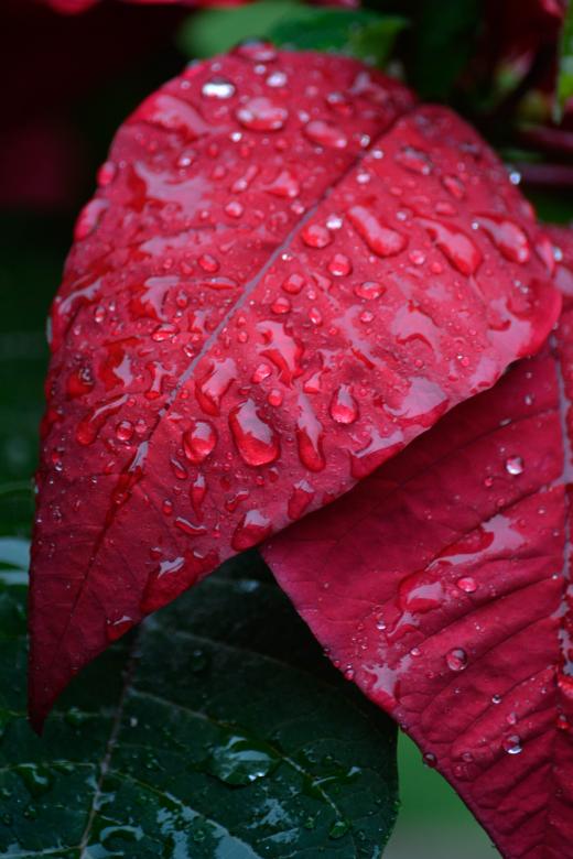 Free stock image of Red Leaves with Rain Drops created by Dickon R Thompson