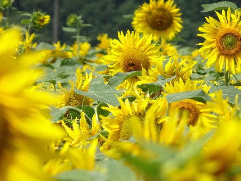Free stock image of Yellow mixture created by GAIMARD Jacques