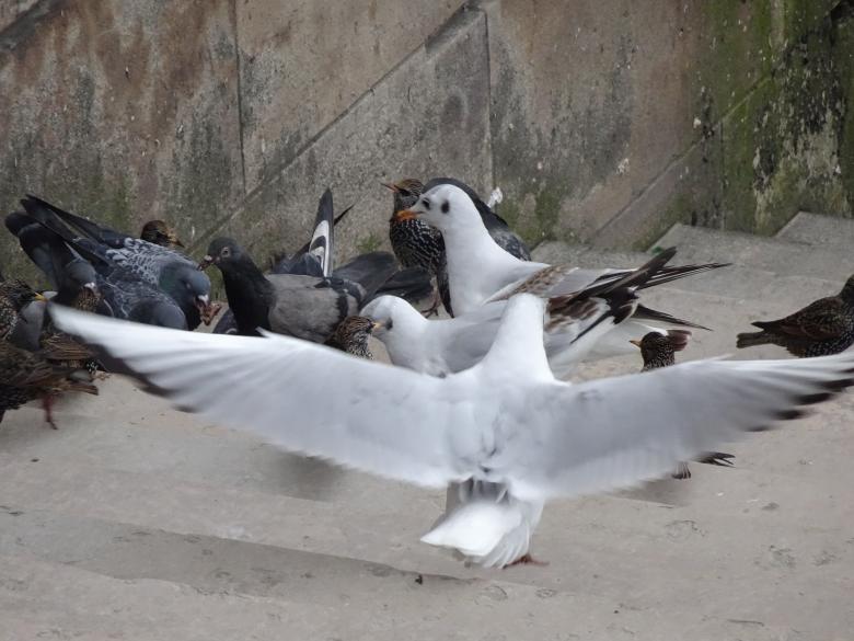 Free stock image of Watch out! Here I come! created by GAIMARD Jacques