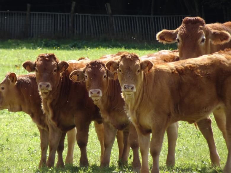 Free stock image of No kidding... You're NOT vegan??!! created by GAIMARD Jacques