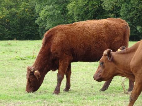 Free Stock Photo of How d'you like my new hairdressing?