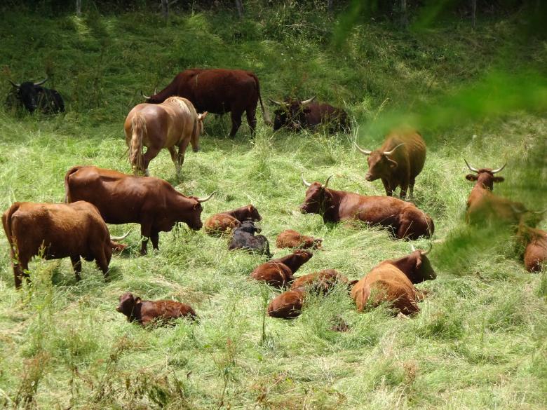 Free stock image of A nest of cows created by GAIMARD Jacques