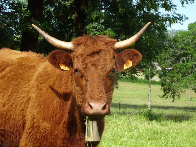 Free stock image of Long horns and big bell created by GAIMARD Jacques