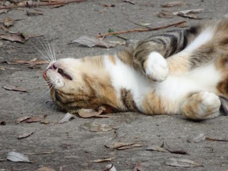 Free Stock Photo of Oups! I'm dead drunk!!