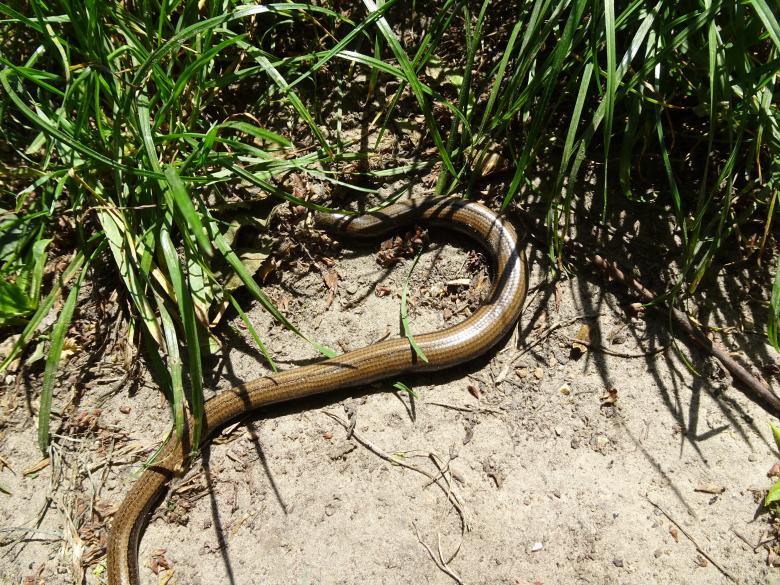 Free stock image of Don't you worry, I'm a slow worm... not a snake! created by GAIMARD Jacques