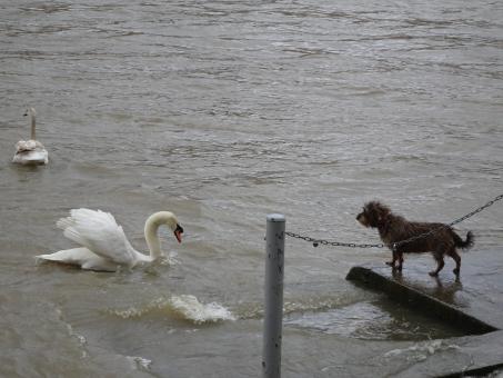 Free Stock Photo of I HATE dogs!!! I HATE swans!!!