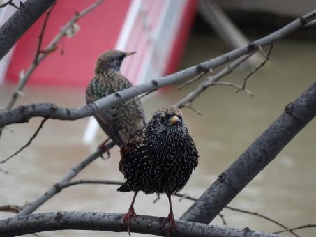 European starling, soaked to the skin! - Free Stock Photo