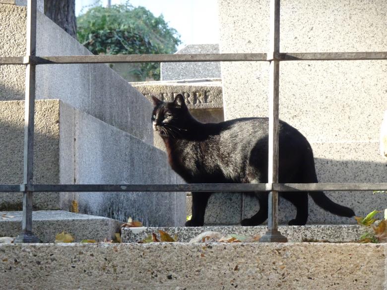 Free stock image of Black cats bring bad luck... Just look around!! created by GAIMARD Jacques
