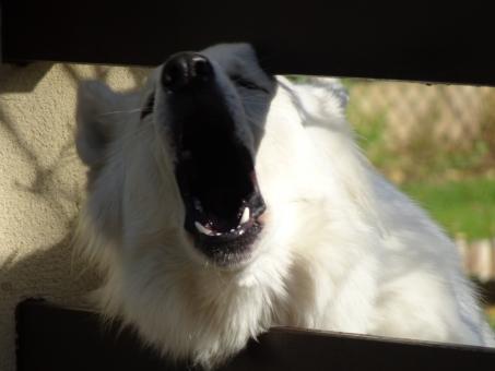 Free Stock Photo of Open wider and say: aaaaaaaaaaah!