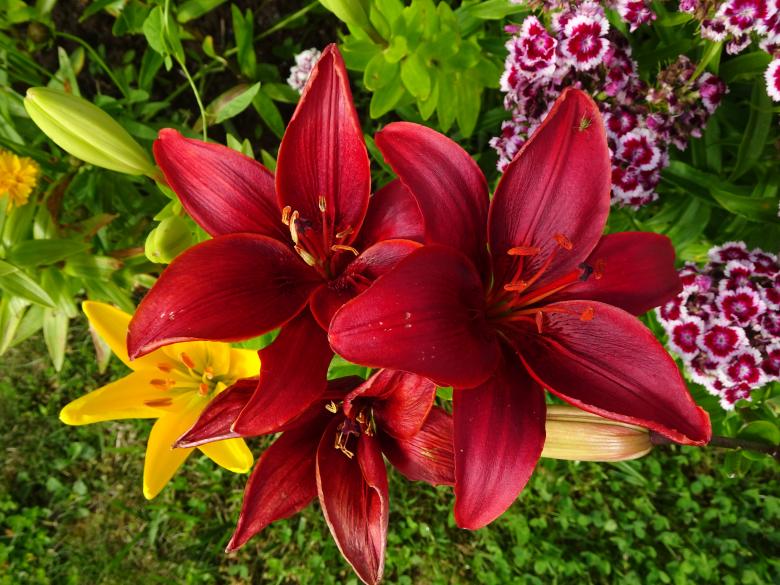 Free stock image of Red lily with yellow lily under created by GAIMARD Jacques