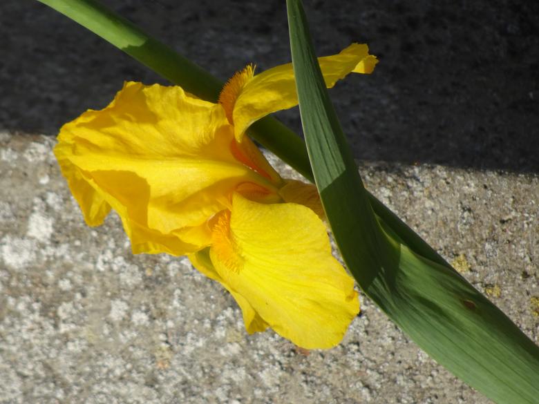 Free stock image of Yellow garden iris created by GAIMARD Jacques
