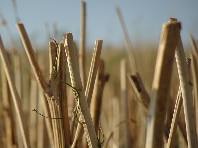 Free stock image of Stubble close-up, August created by GAIMARD Jacques