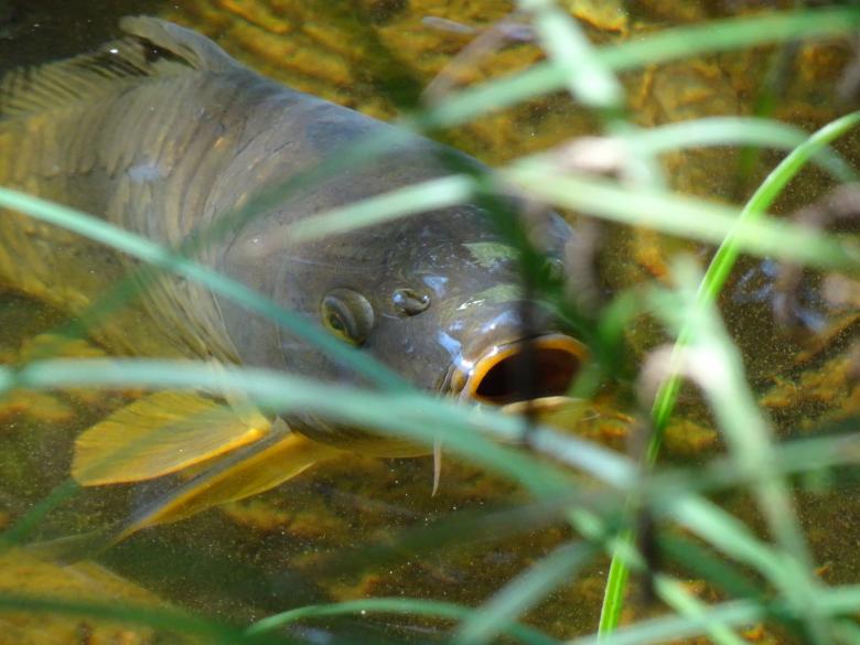 Free stock image of Don't worry... I'm not a piranha !! created by GAIMARD Jacques