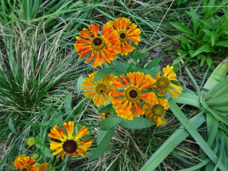 Free Stock Photo of Unusual red and yellow flower