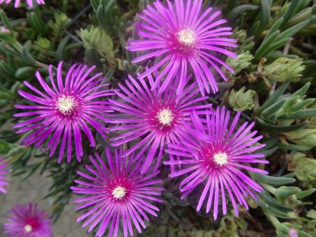 Free Stock Photo of Escholtzia californica flowers