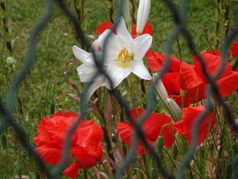 Free stock image of Madonna lily and its red orchestra ♫♪♫ created by GAIMARD Jacques
