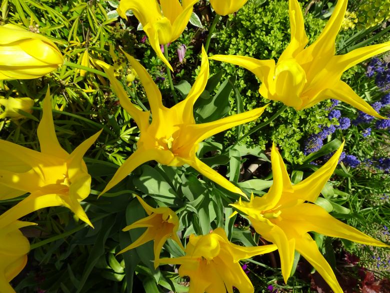 Free stock image of Star-like yellow tulips created by GAIMARD Jacques