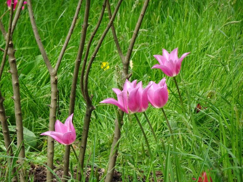 Free stock image of Springtime pink tulips created by GAIMARD Jacques