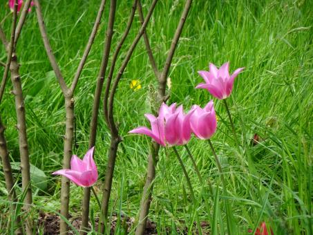 Springtime pink tulips - Free Stock Photo