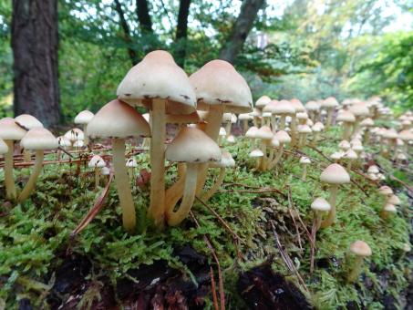 Free Stock Photo of More-than-you-could-count mushrooms on a tree trunk
