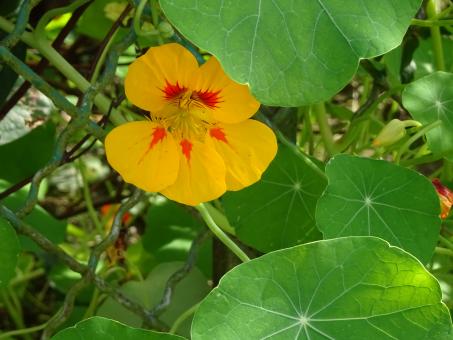 Free Stock Photo of Nasturtium, deep-yellow with red spots flower