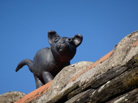 Free Stock Photo of Cat on a hot tin roof