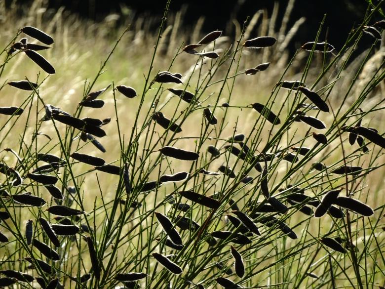 Free stock image of Scottish broom's beans. Backlight created by GAIMARD Jacques