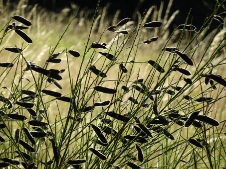 Scottish broom's beans. Backlight - Free Stock Photo